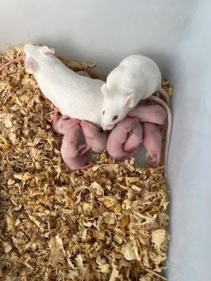 Guter Preis Schnell gefrorene Nagetiere in großen Mengen Pinkie Maus-Fütterung 100 Pack Online