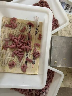 Good price Bulk Frozen Adult Mouse Pinkies Pet Rodent Feeders ISO Certified online