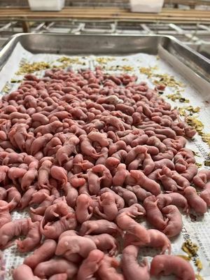 Good price Predators Birds Frozen Thawed Rodents Pinky Large Feeder Mice online