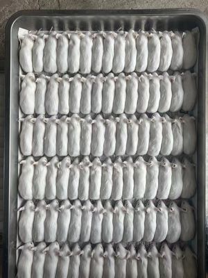Good price Reptiles Amphibians Pinky Feeder Mice Frozen Hopper Mice Protein Diet 50 Pack online