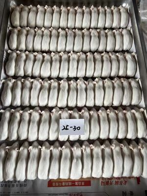 Good price Shipping Method Frozen Shipping Thawing frozen rats safely The Safest and Most Way to Thaw Frozen Rats online