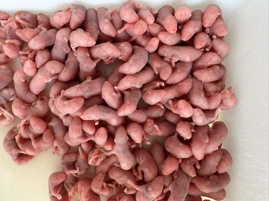 Good price Xl Adult Live Feeder Frozen Pinky Mice Mouse Order Online online