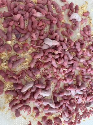 Good price Custom 30g Rats Frozen Mice For Ball Python Reptile Food Online online