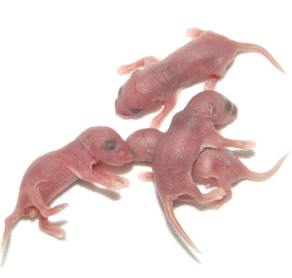 Good price Frozen Snake Food Pinkies Rats Mice For Adult Lizards Customized online
