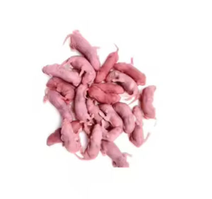 100% Whole Mice Feeder Frozen Mice Pinky For Snakes Feeding High Protein