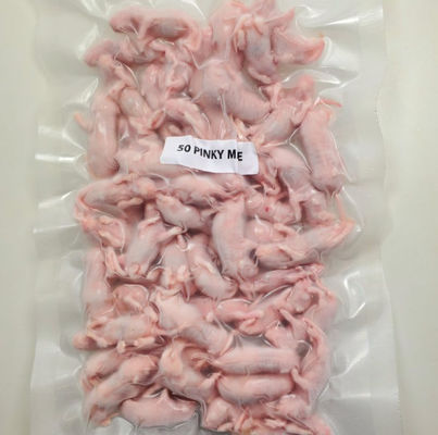Reptiles Defrosting Frozen Large Mice Arctic Mouse For Lizards